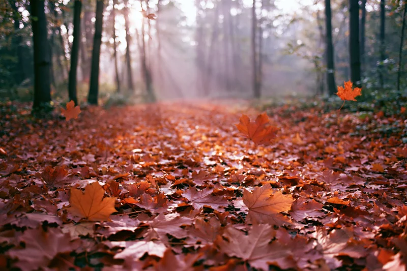 Autumn forest path covered in fallen maple leaves with sunlight filtering through trees
