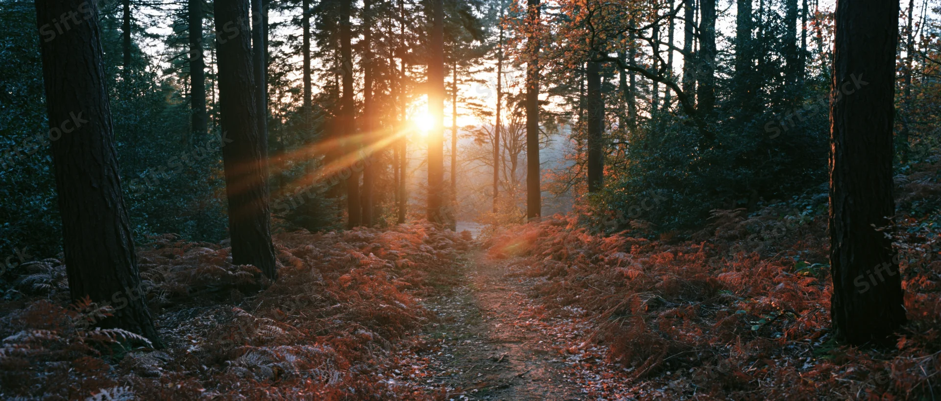 Forest path winding through tall trees with sunlight streaming through at sunrise