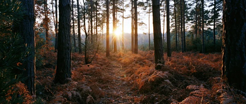 Autumn forest path winding through tall pine trees with sunlight filtering through at dawn