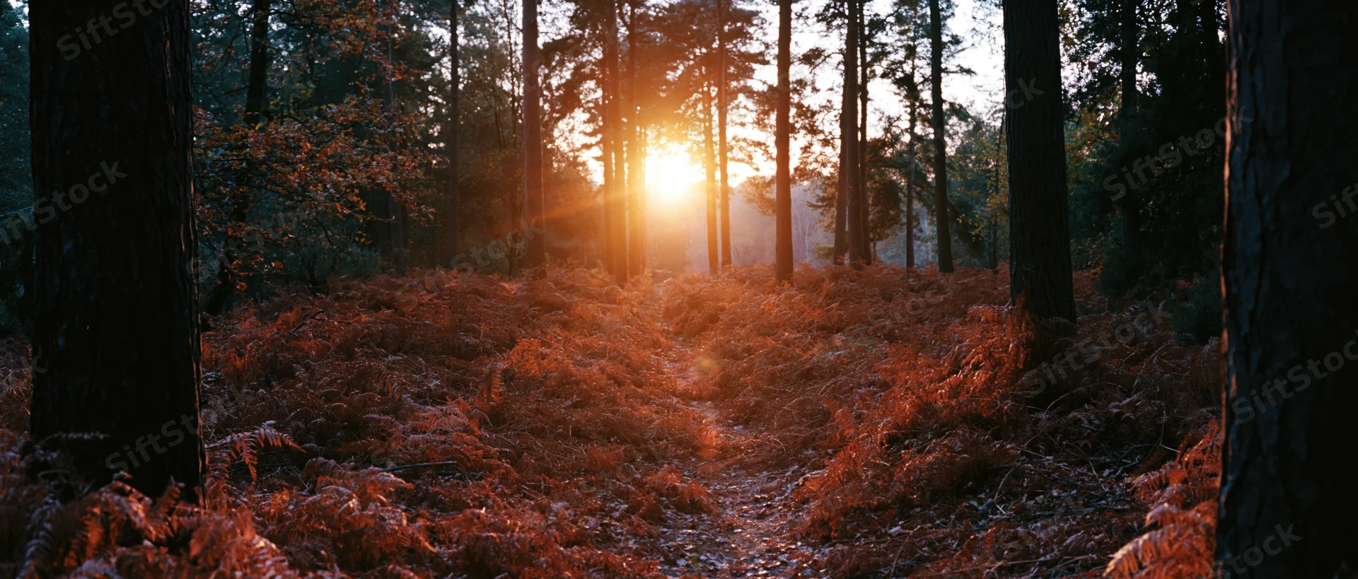 Autumn forest path winding through tall trees with sunlight filtering through at sunset