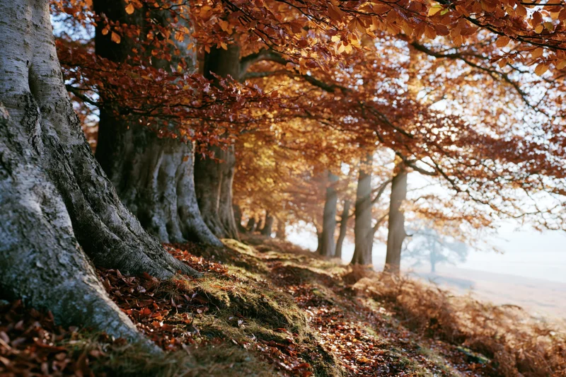 Autumn forest path lined with large old beech trees their canopies forming a golden arch over a mossy trail covered in fallen leaves