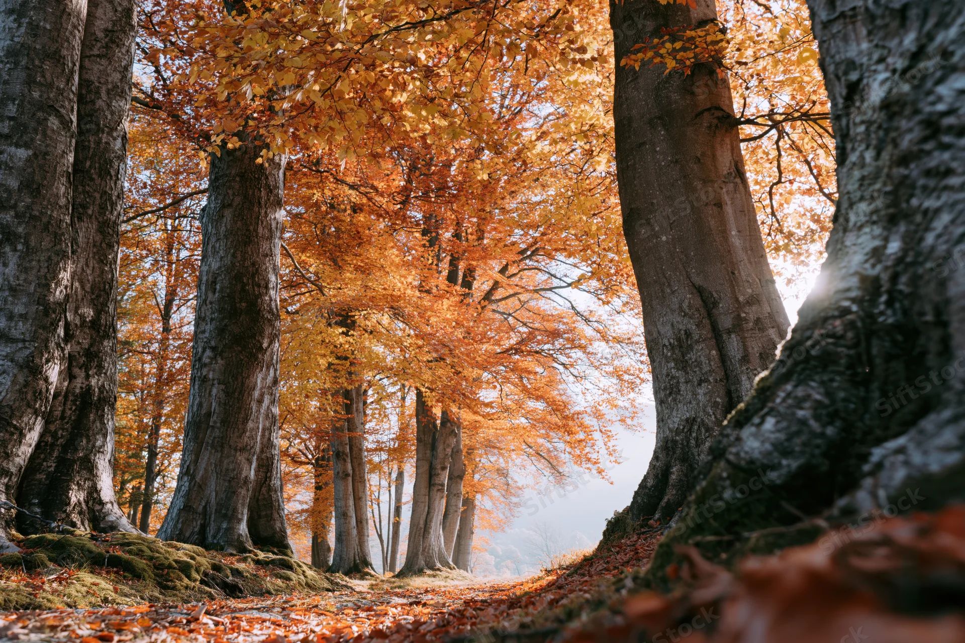 Autumn forest path lined with large old beech trees their canopies forming a golden arch overhead