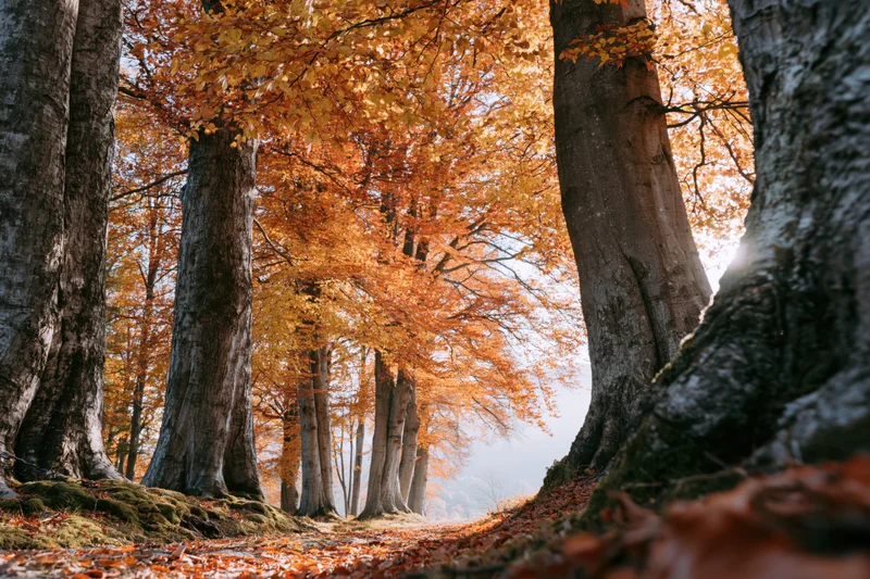 Autumn forest path lined with large old beech trees their canopies forming a golden arch overhead