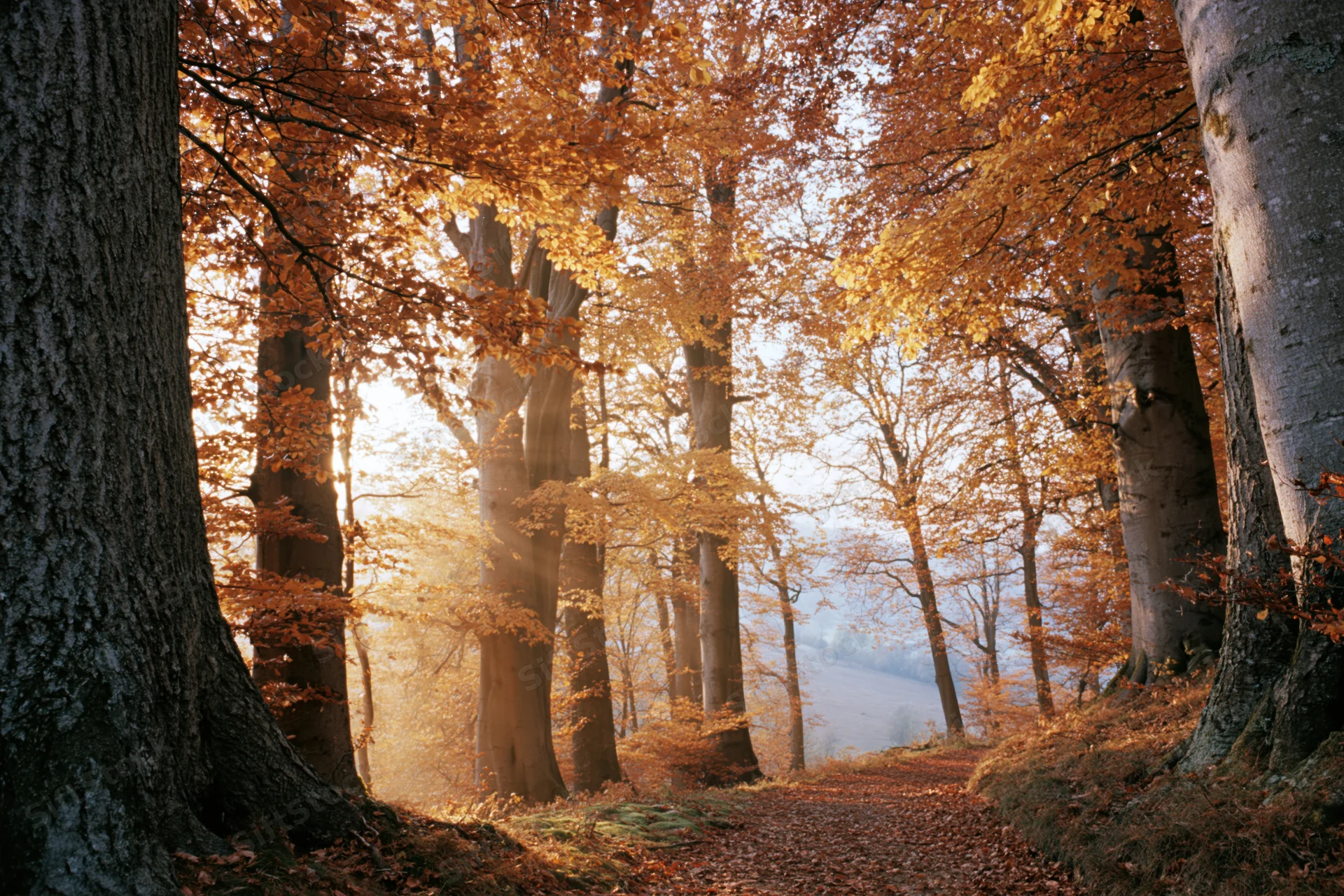 Autumn forest path lined with large old beech trees their canopy glowing in morning sunlight