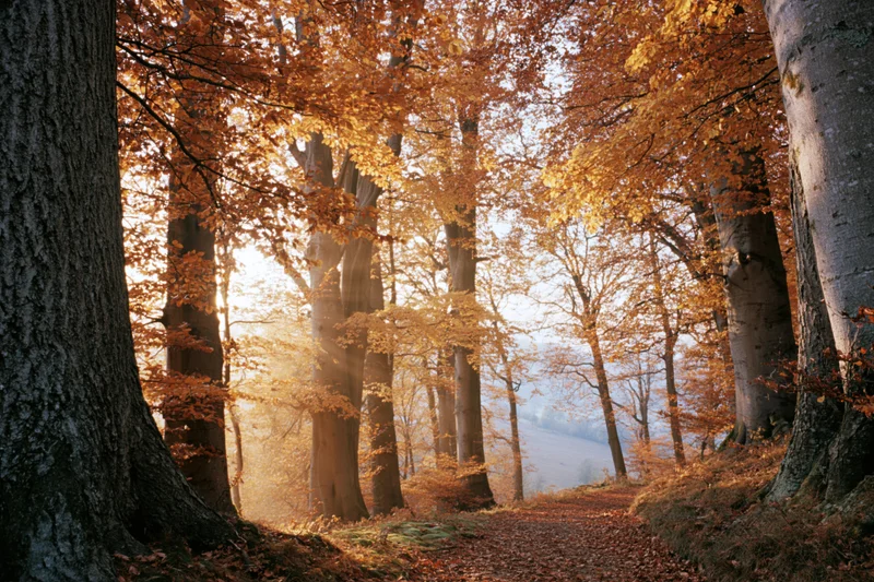 Autumn forest path lined with large old beech trees their canopy glowing in morning sunlight