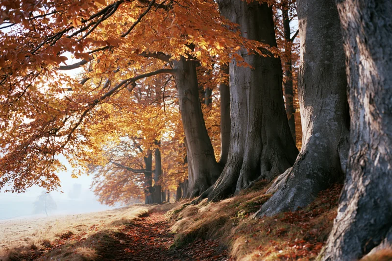 Autumn forest path lined with large old beech trees their canopies forming a golden arch over a grassy trail covered in fallen leaves