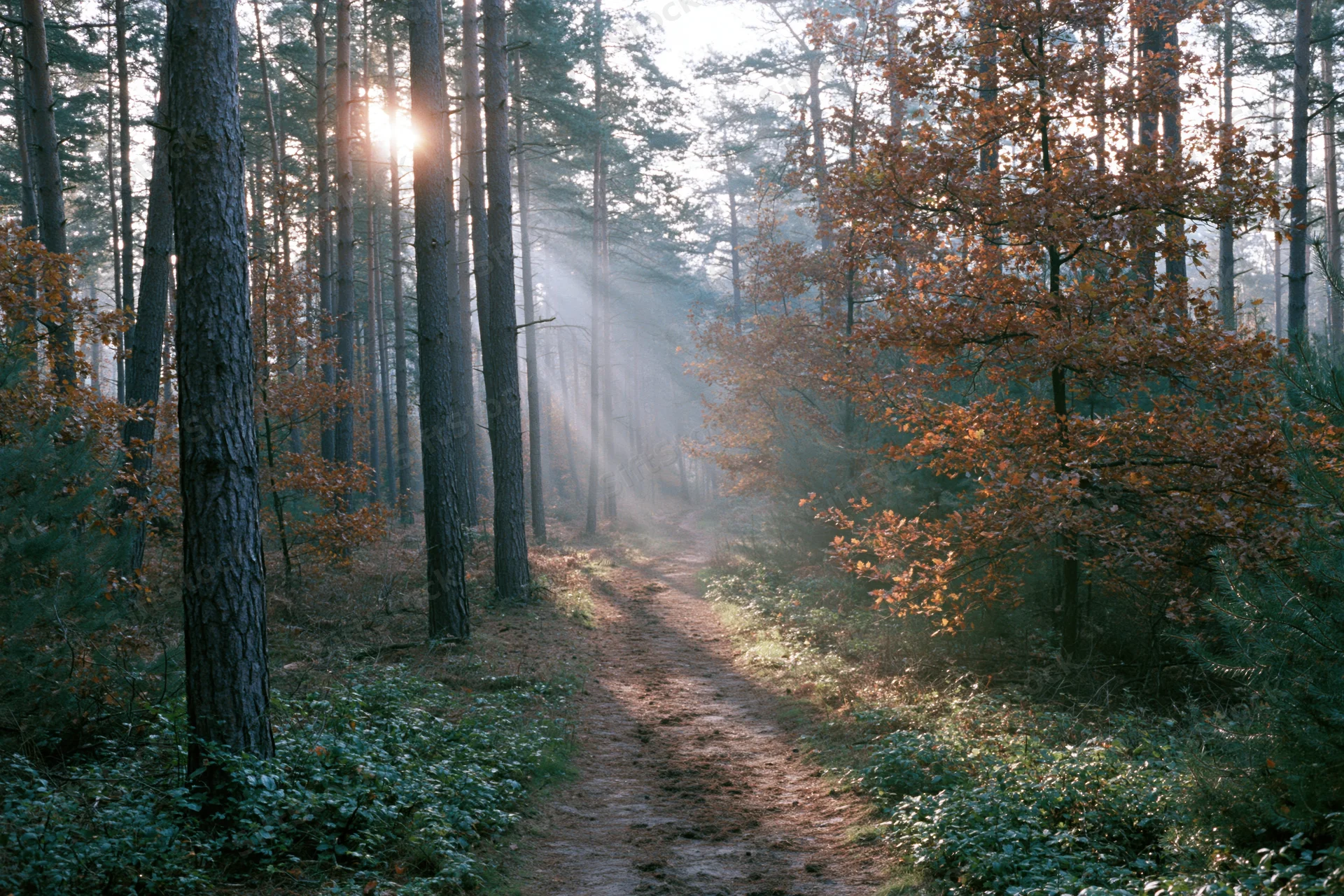 Dirt path winding through autumn forest with pine and oak trees, sunlight filtering through misty canopy
