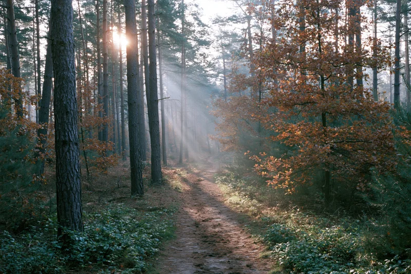 Dirt path winding through autumn forest with pine and oak trees, sunlight filtering through misty canopy