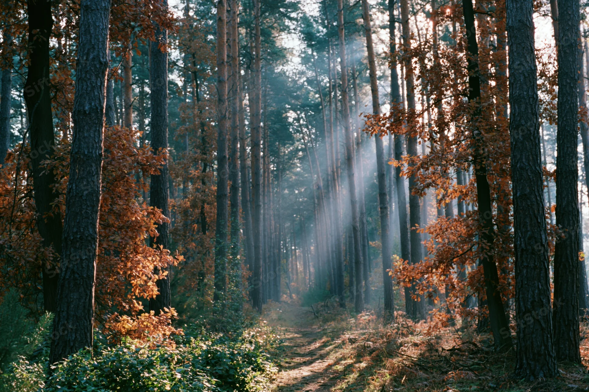Forest path winding through tall pine and oak trees with sunlight filtering through autumn foliage