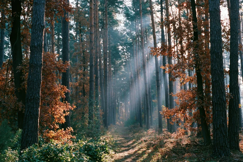 Forest path winding through tall pine and oak trees with sunlight filtering through autumn foliage