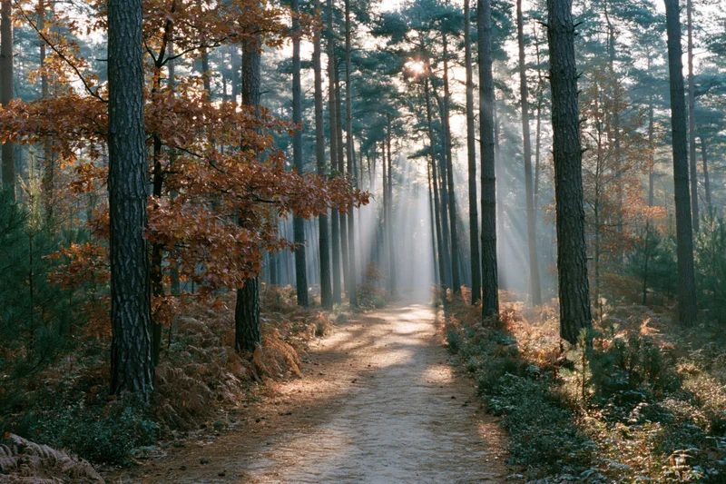 Sunlit path through autumn forest with tall pine trees and misty light beams