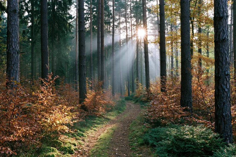 Winding path through autumn forest with sunlight streaming between tall pine trees