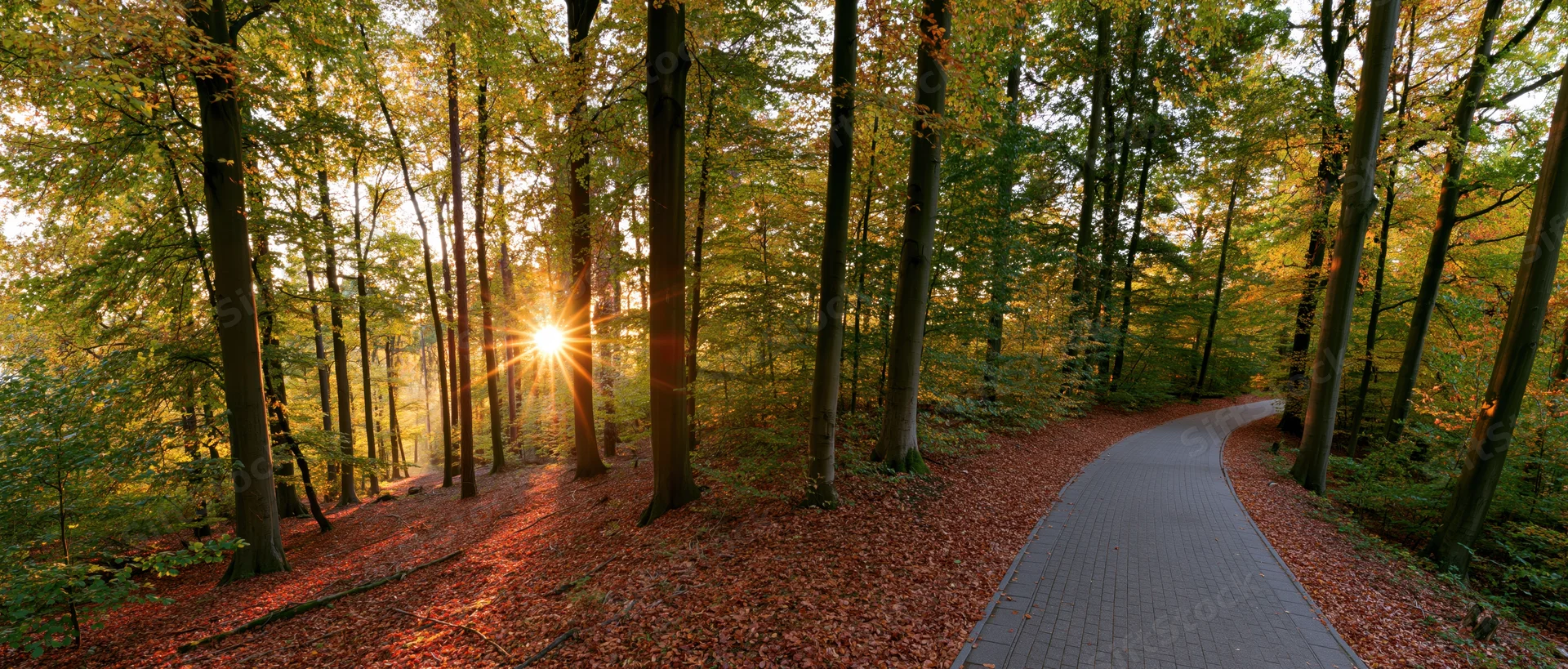 Winding paved path through autumn forest with sunlight filtering through tall trees