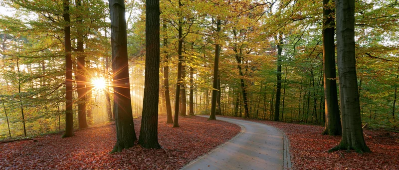 Curved path through autumn forest with sunbeams breaking through tall deciduous trees