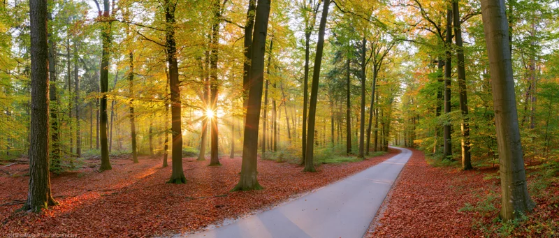 Winding path through autumn forest with sunbeams filtering through tall deciduous trees at sunrise