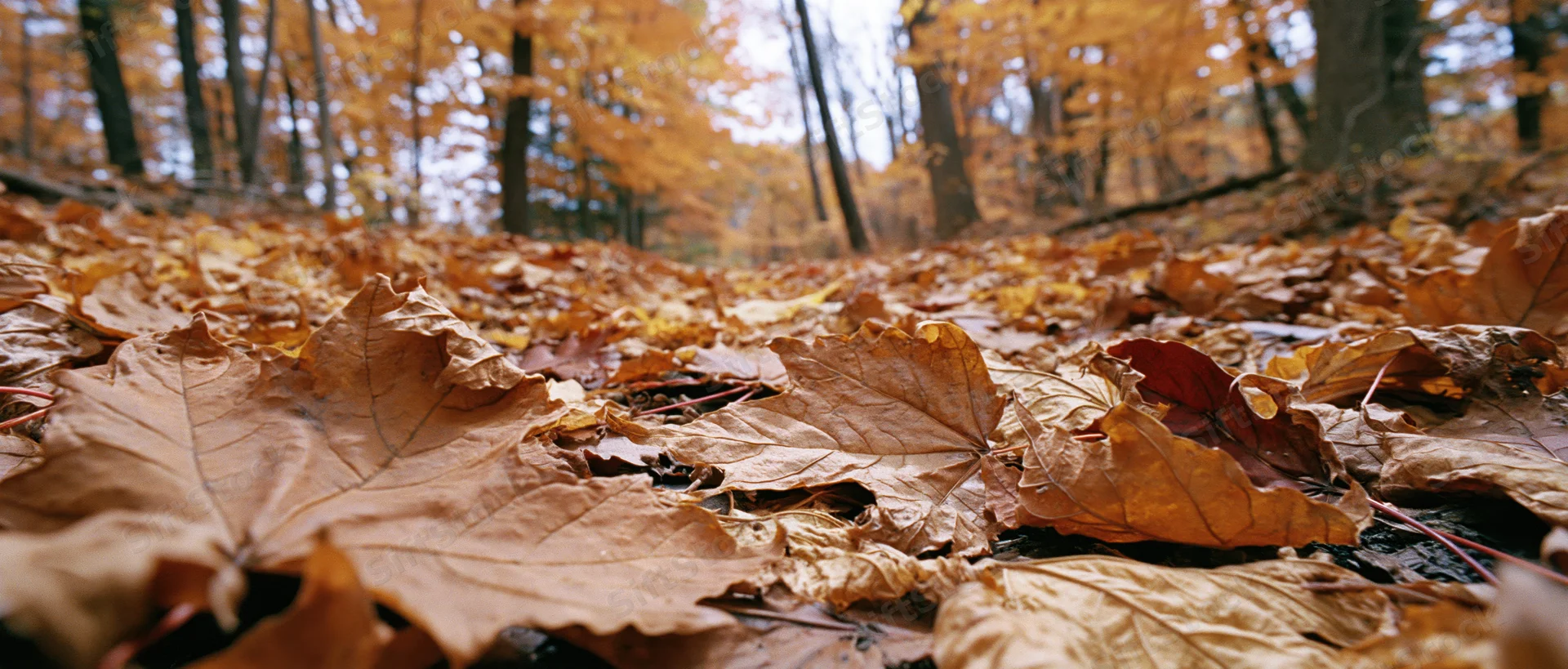 Fallen maple leaves covering forest floor in autumn woodland