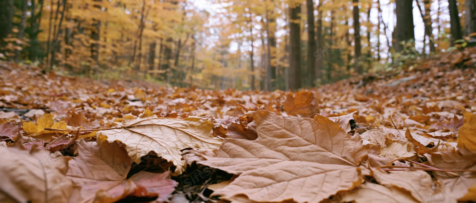 Fallen maple leaves covering forest floor in autumn woodland
