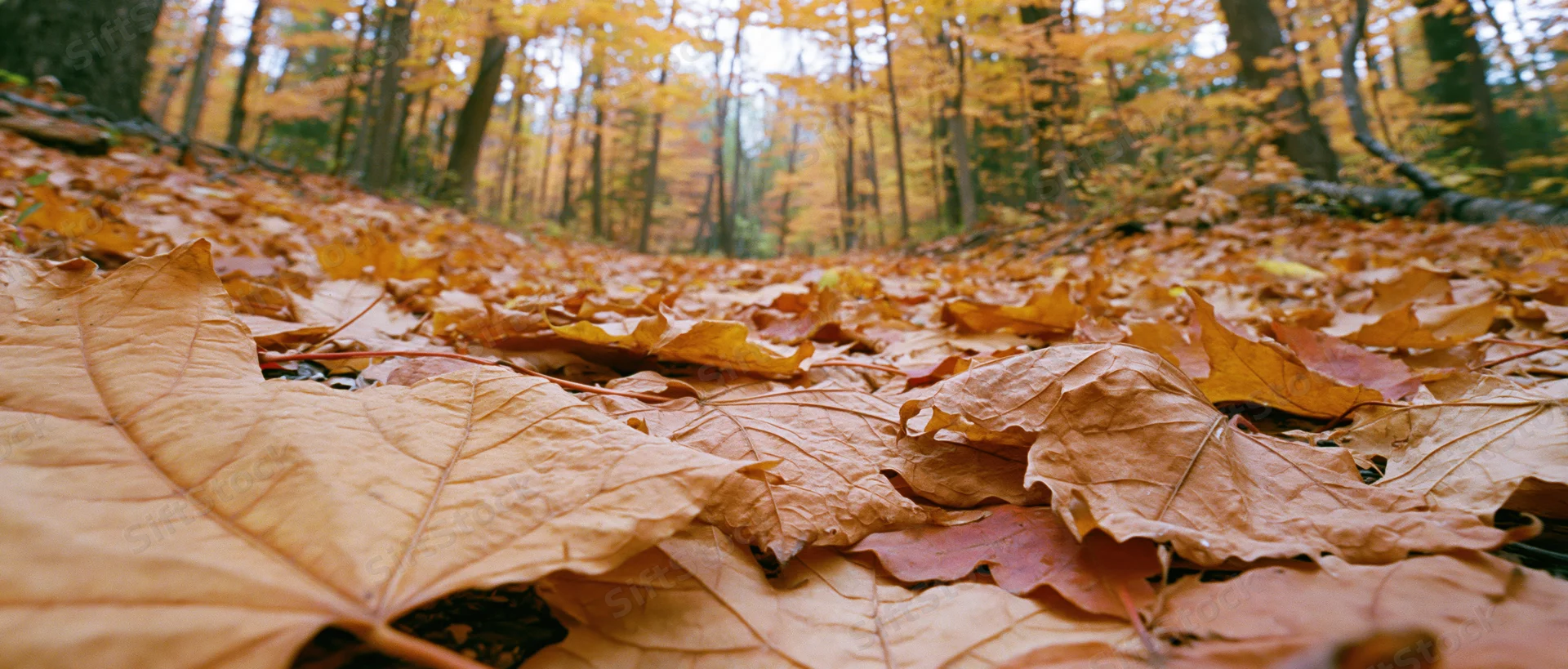 Fallen maple leaves covering forest floor in autumn woodland