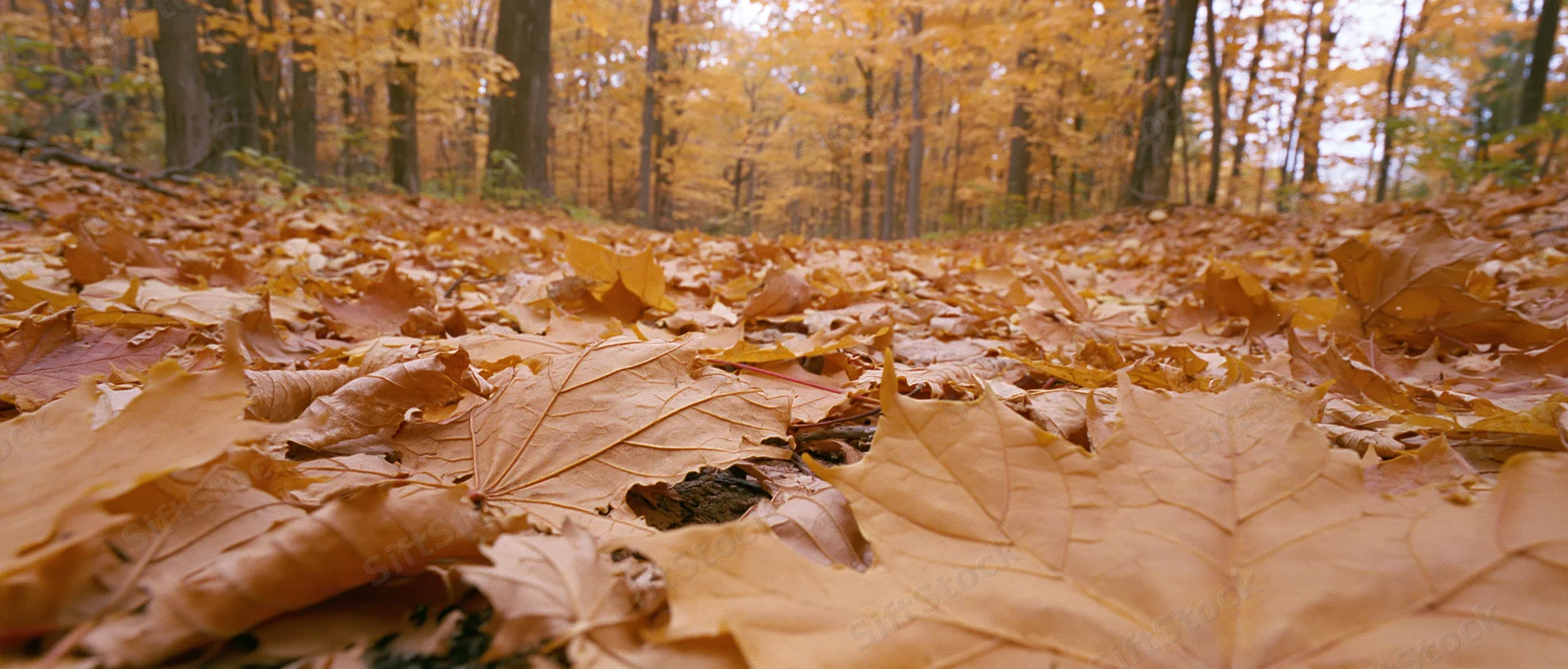 Fallen maple leaves covering forest floor in autumn woodland