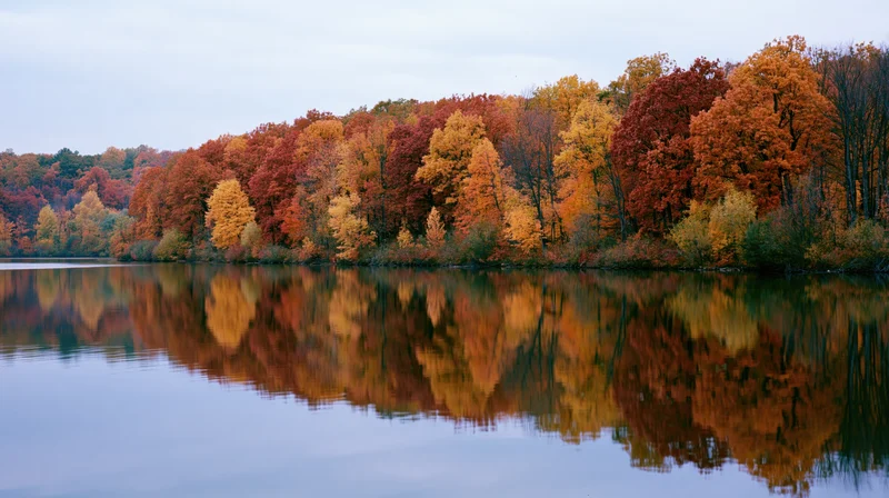 Autumn forest treeline reflected in calm lake water along shoreline