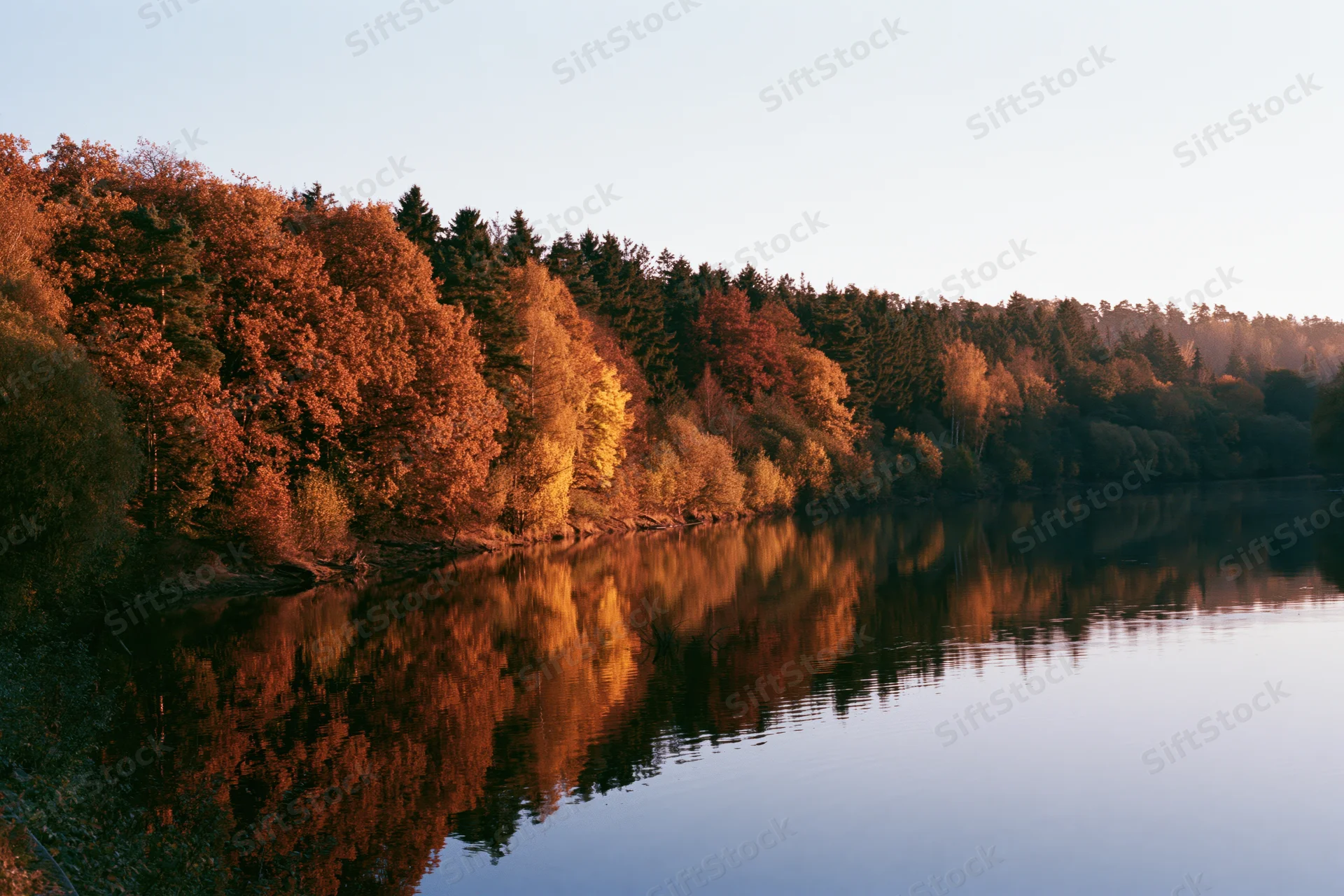 Autumn forest treeline reflected in calm river water at dusk