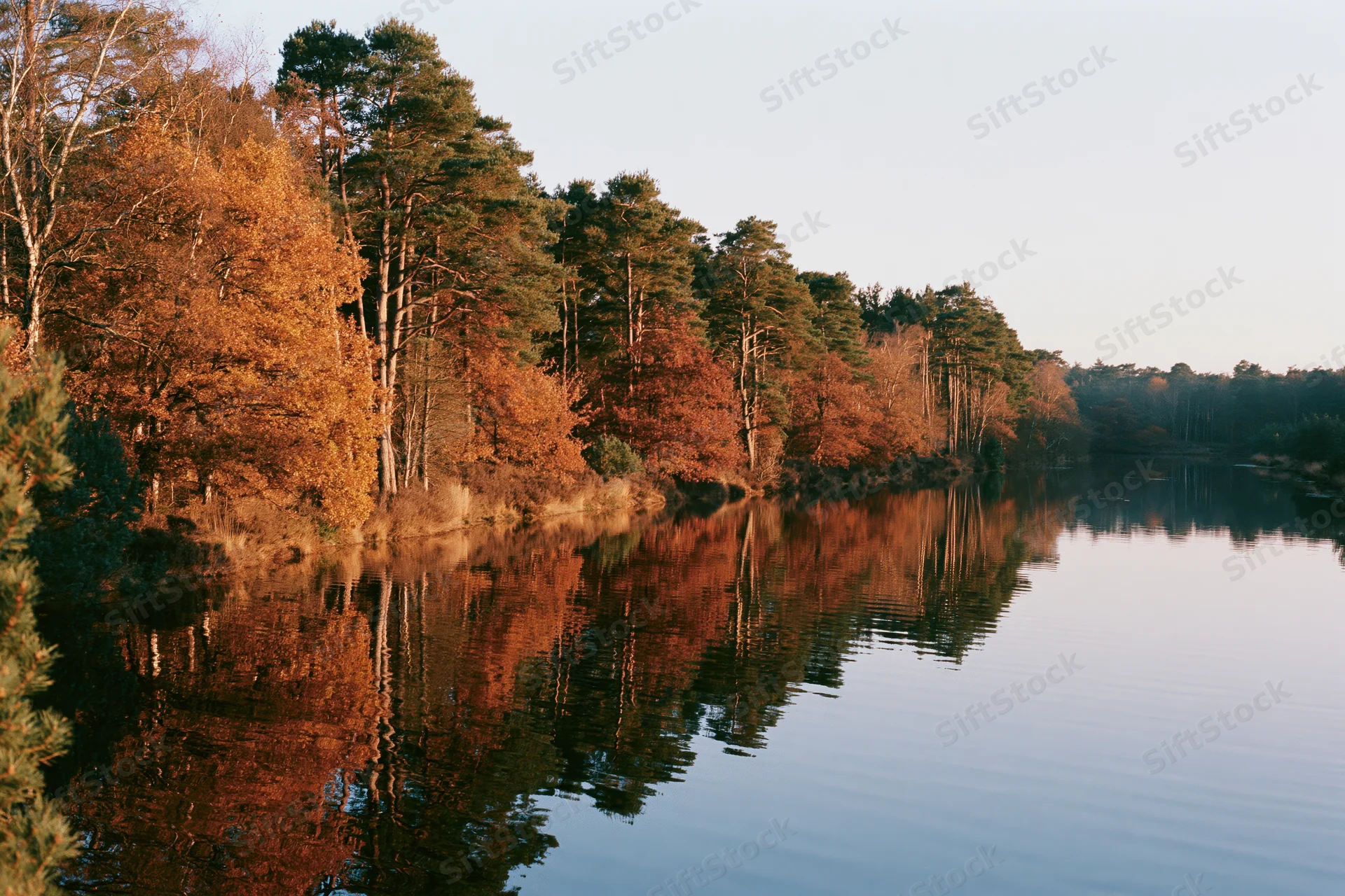 Autumn forest treeline reflected in calm river water