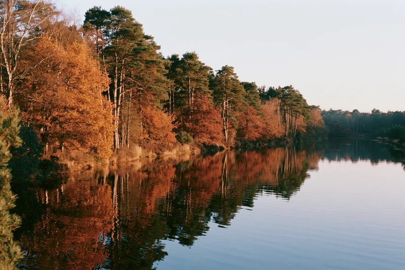 Autumn forest treeline reflected in calm river water