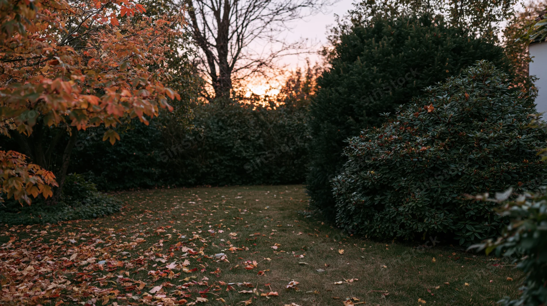 Autumn garden corner with fallen leaves scattered across short grass at sunset