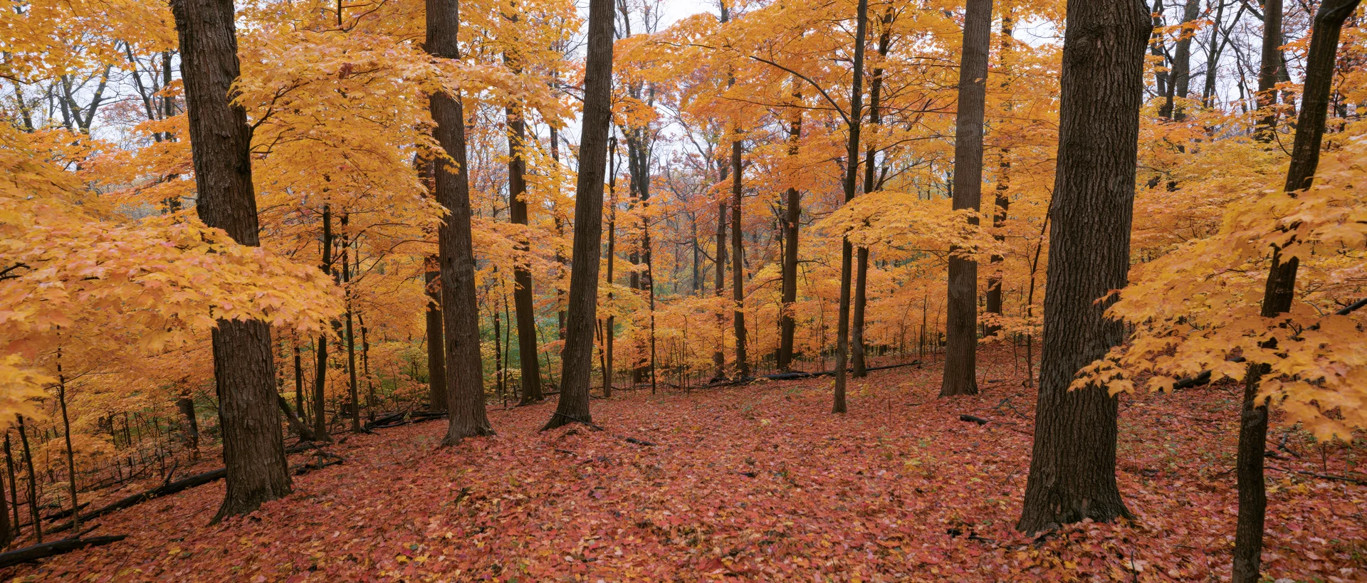 Autumn hardwood forest with maple trees in full fall color, ground covered in fallen leaves