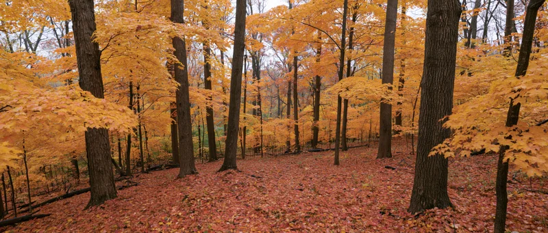 Autumn hardwood forest with maple trees in full fall color, ground covered in fallen leaves