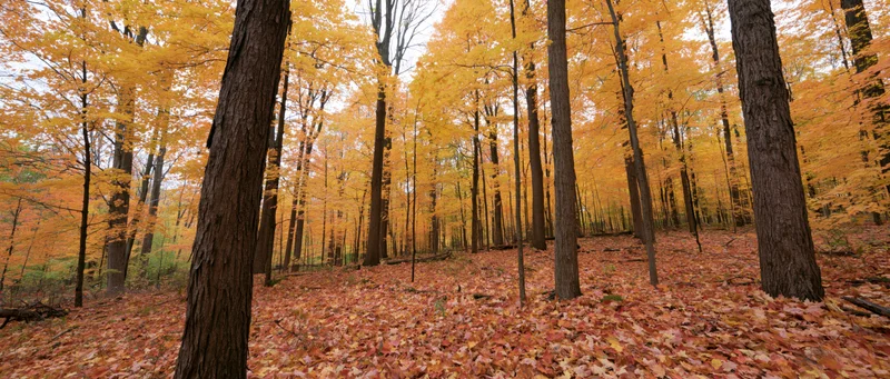 Autumn hardwood forest with maple trees in full fall color, ground covered in fallen leaves