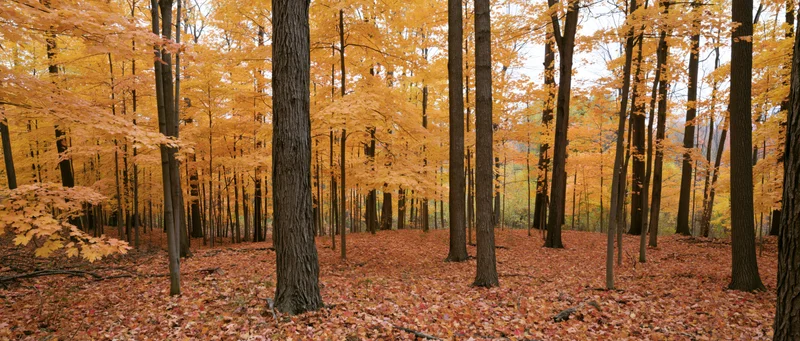 Autumn hardwood forest with maple trees in full fall color, ground covered in fallen leaves
