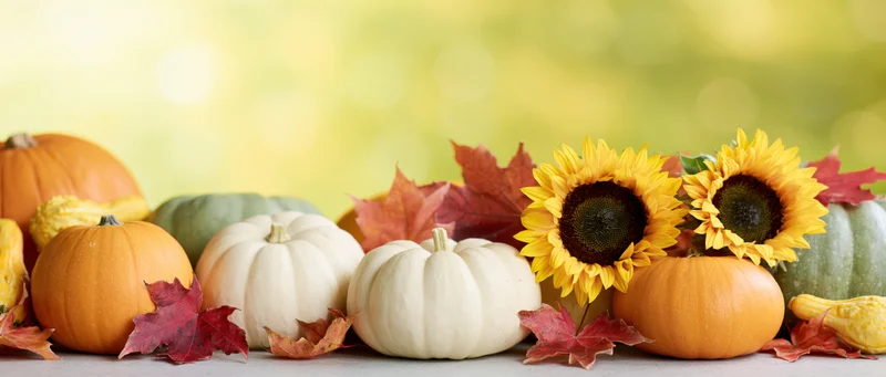 Autumn harvest still life with pumpkins, sunflowers and fall leaves arranged on a flat surface