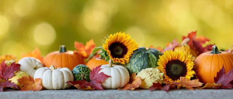 Autumn harvest still life with pumpkins, sunflowers and leaves arranged on a flat surface
