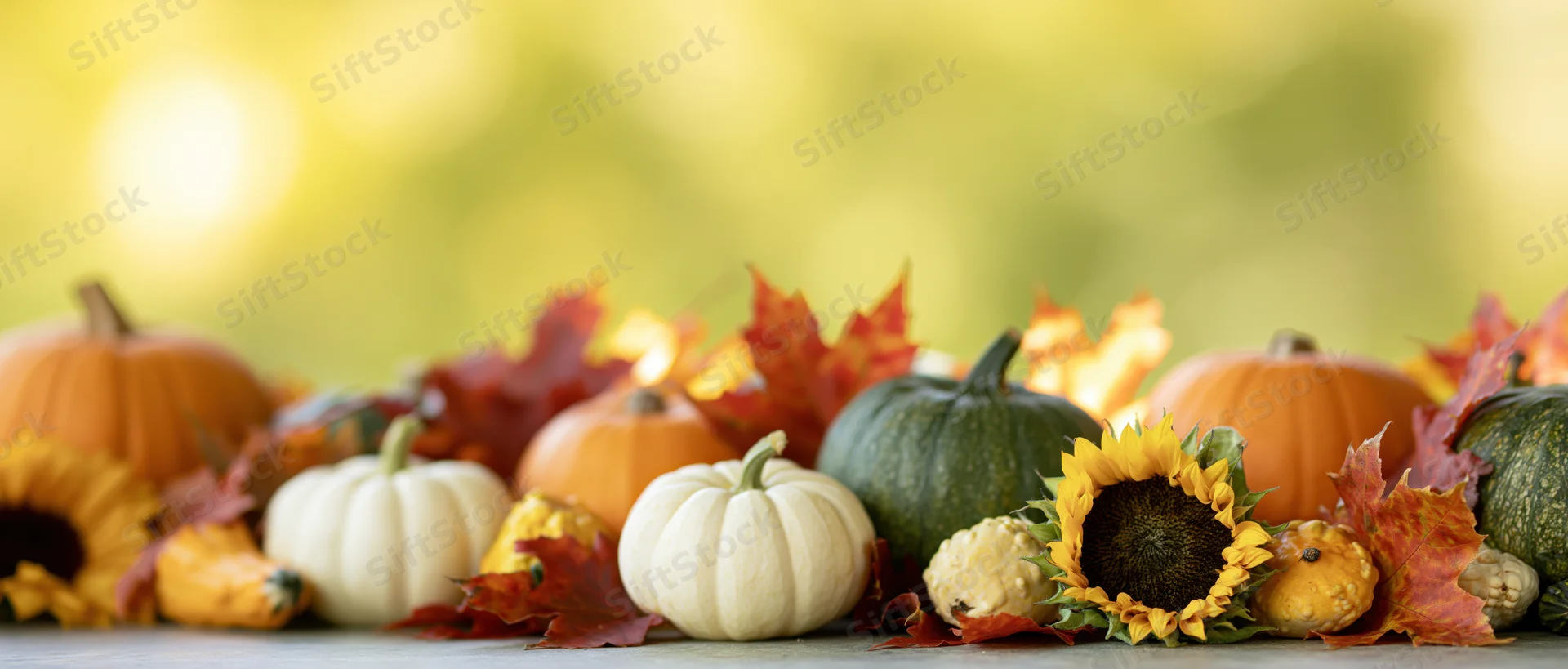 Autumn harvest still life with pumpkins, gourds, sunflowers and maple leaves arranged on a flat surface outdoors
