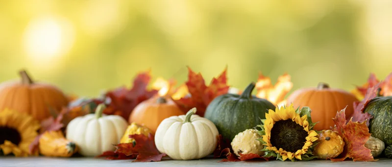 Autumn harvest still life with pumpkins, gourds, sunflowers and maple leaves arranged on a flat surface outdoors