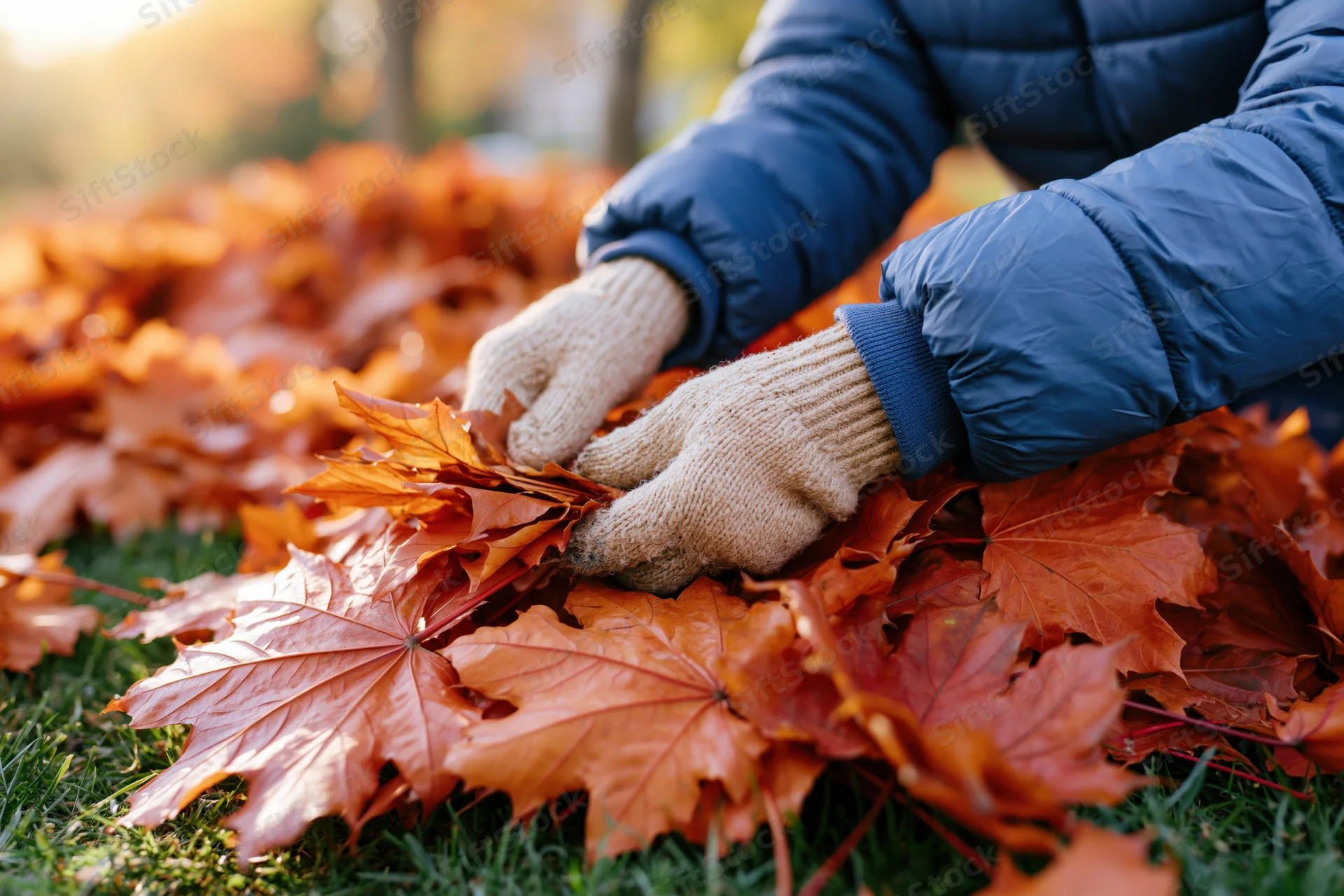 Woman gathering fallen maple leaves on grass in autumn yard