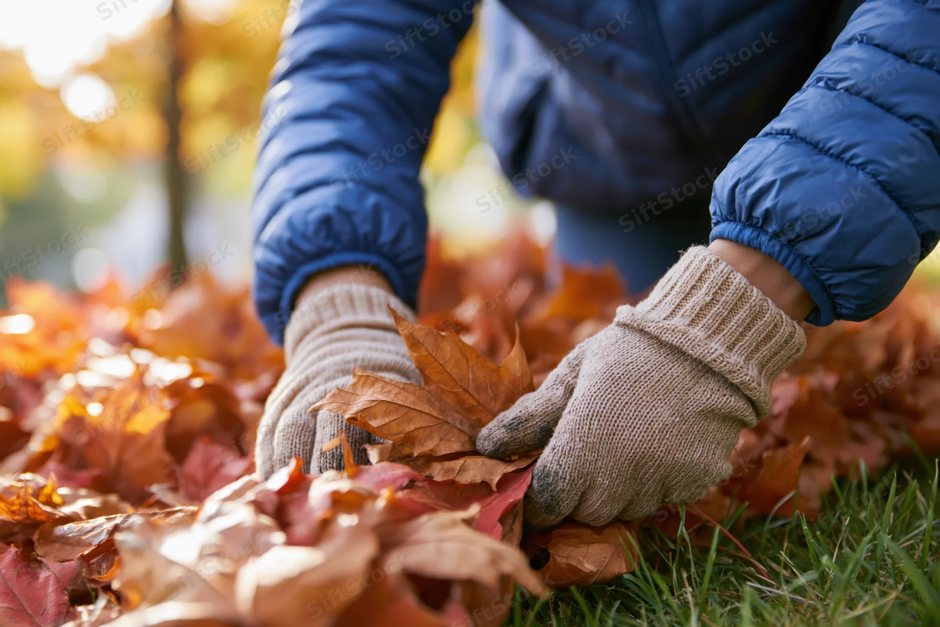 Woman wearing gloves gathering fallen autumn leaves in a grassy yard