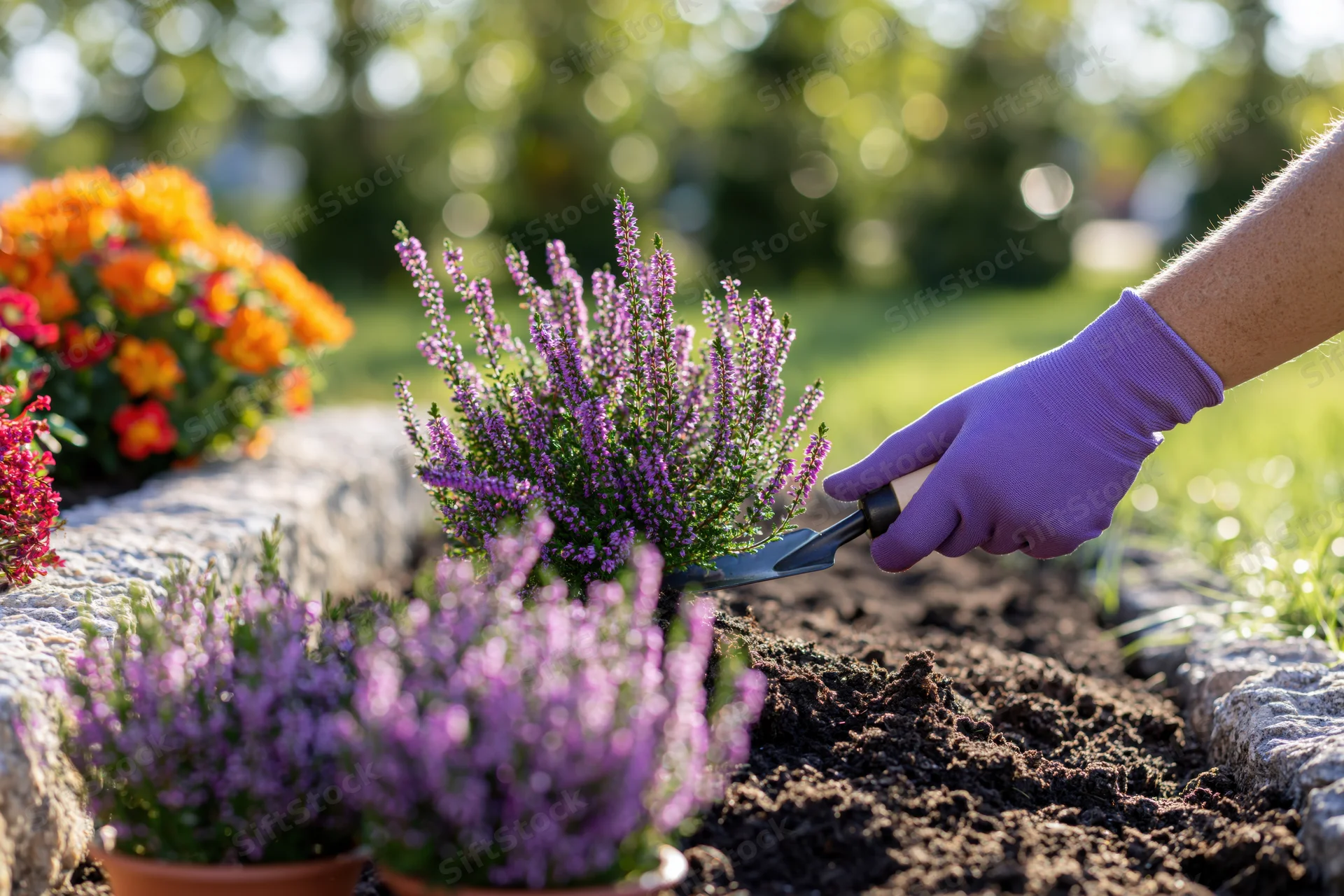 Hand in purple glove using trowel to plant heather in garden soil