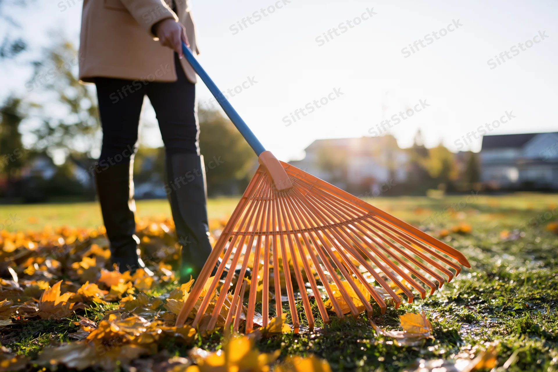 Woman raking fallen leaves in a suburban yard during autumn sunlight