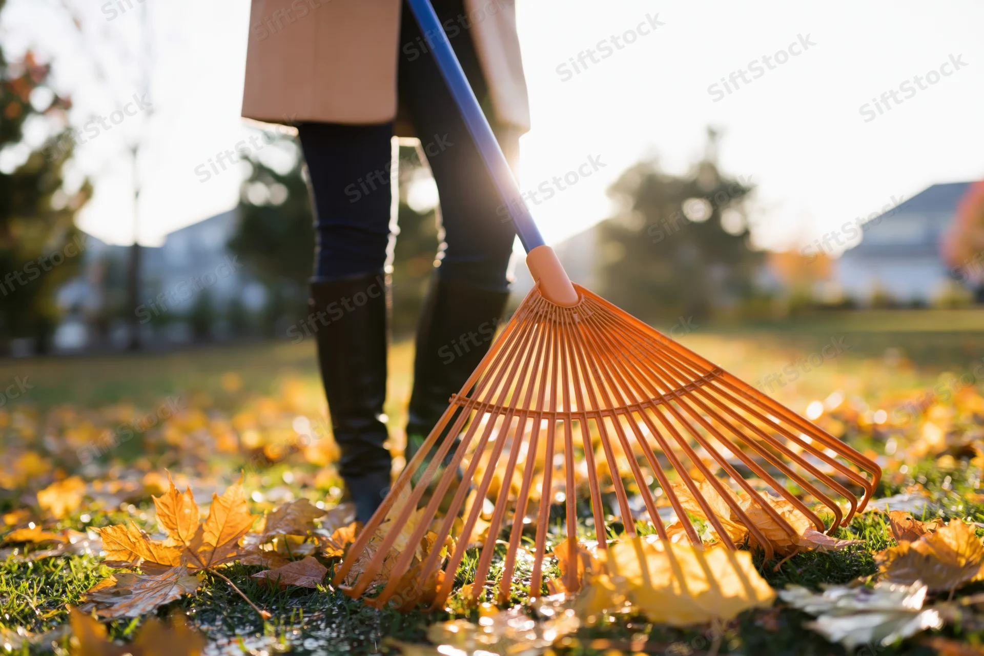 Woman raking fallen leaves in a sunlit yard during autumn