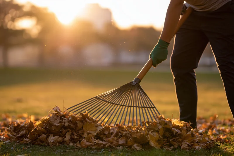 Woman raking fallen autumn leaves in a grassy yard at sunset