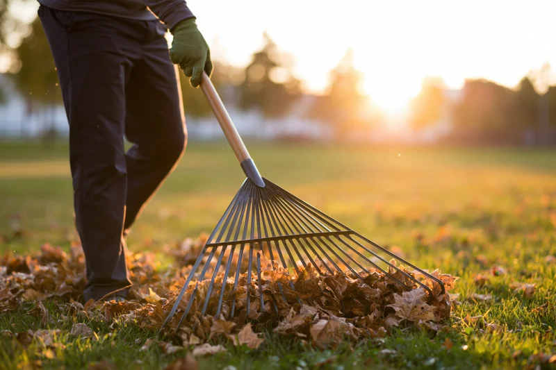 Person raking fallen autumn leaves in a grassy yard at golden hour