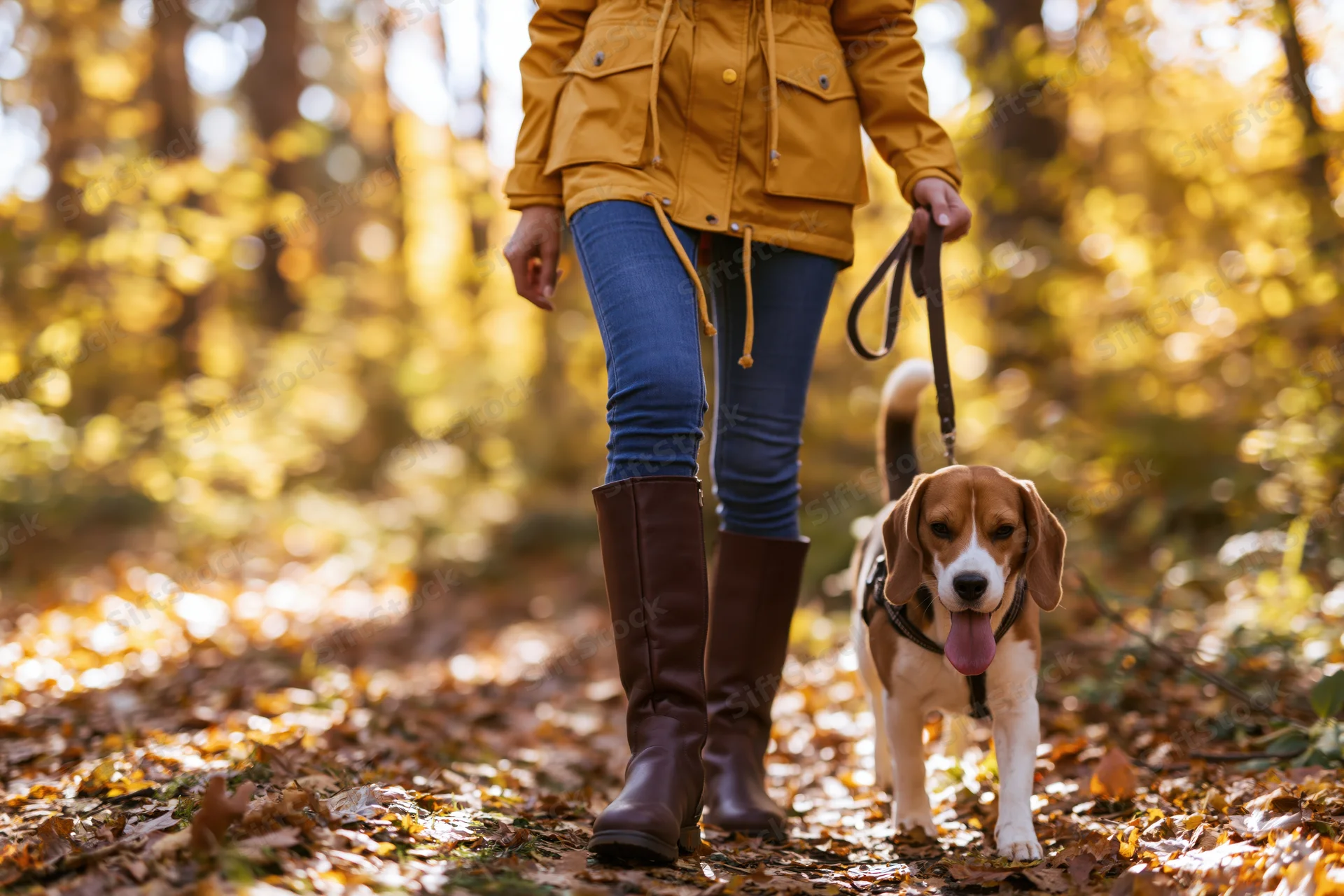 Woman walking a beagle on a forest trail in autumn