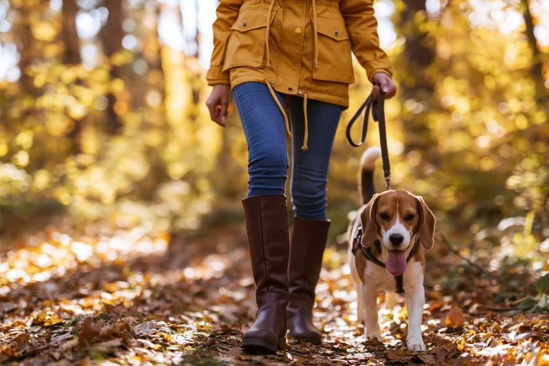 Woman walking a beagle on a forest trail in autumn