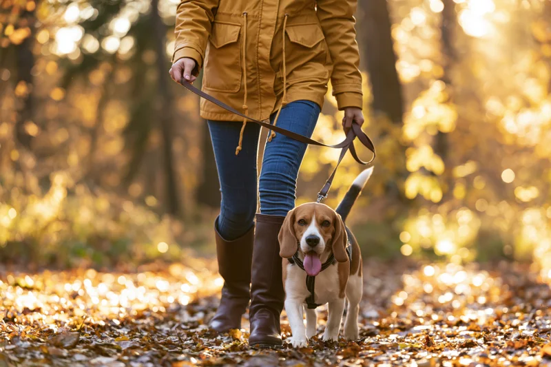 Woman walking a beagle on a forest path covered in autumn leaves during golden hour