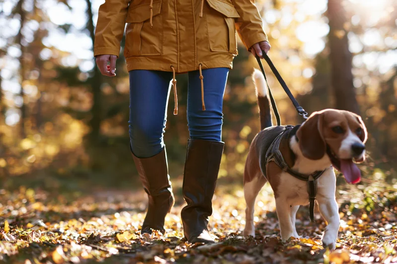 Woman walking a beagle on a forest path in autumn
