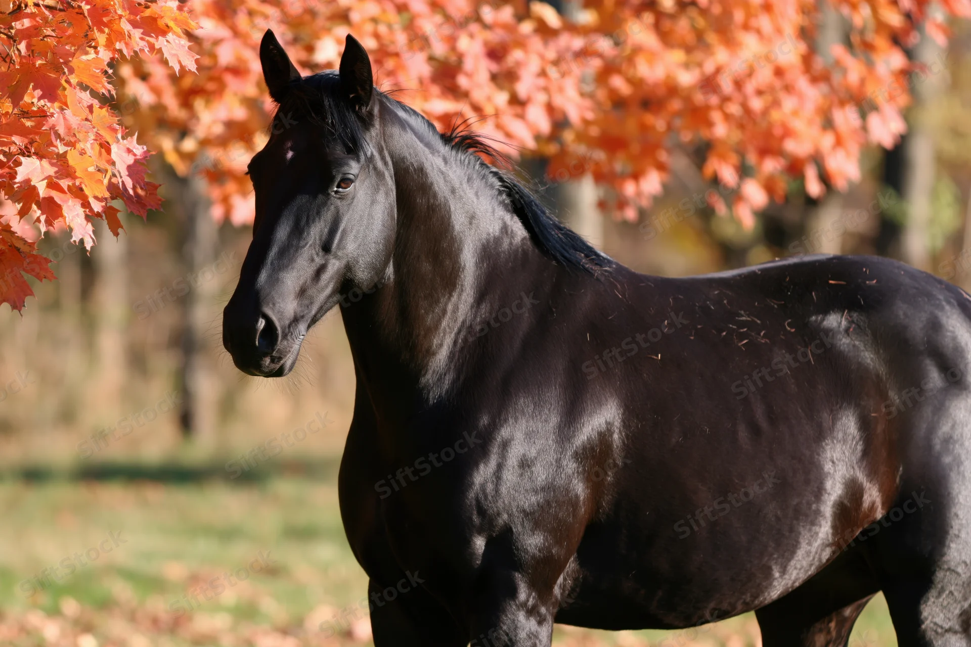 Sleek black horse standing in a field beneath autumn maple trees with orange leaves