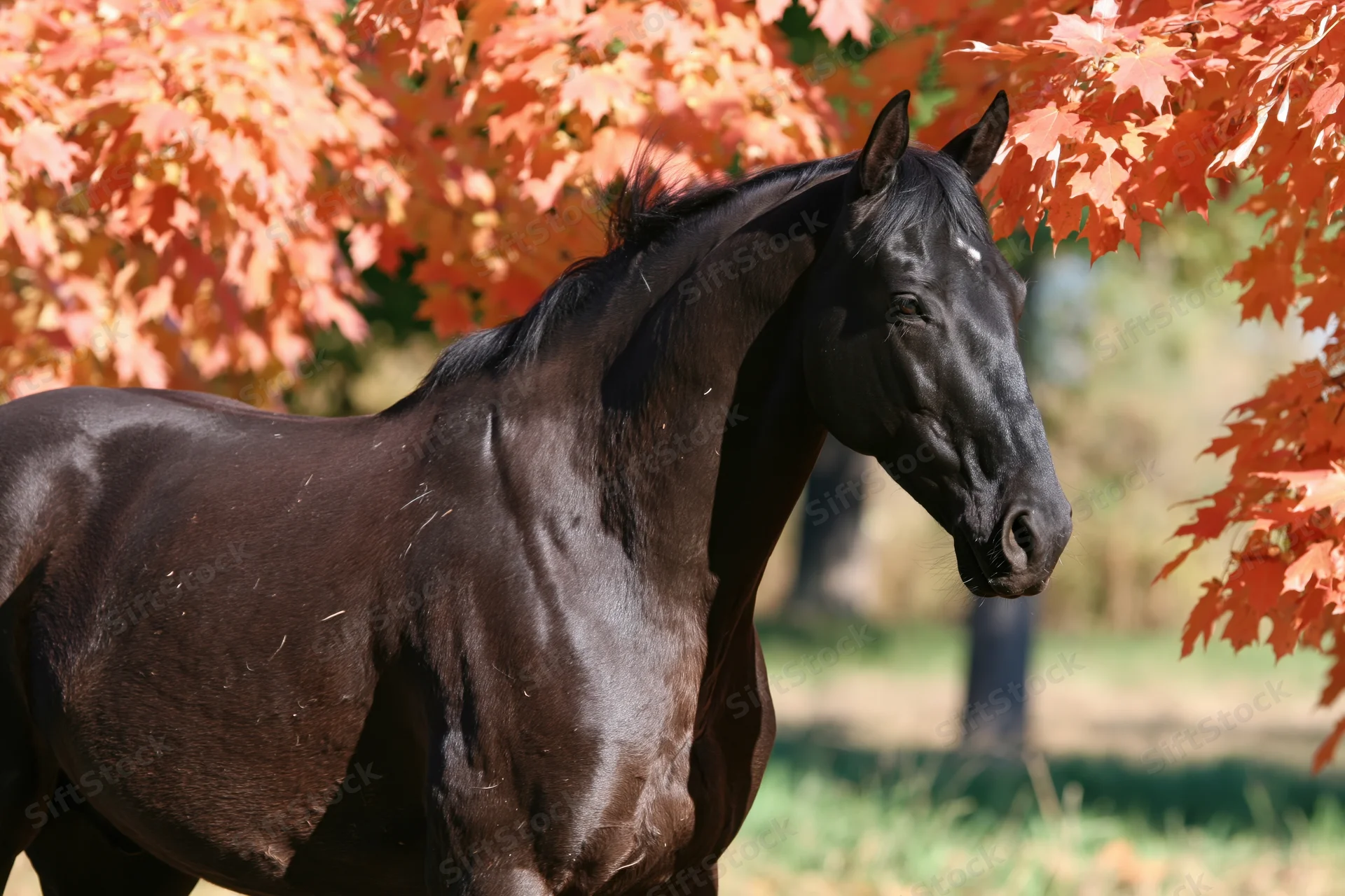 Sleek black horse standing in profile among vibrant autumn maple leaves in a sunlit pasture