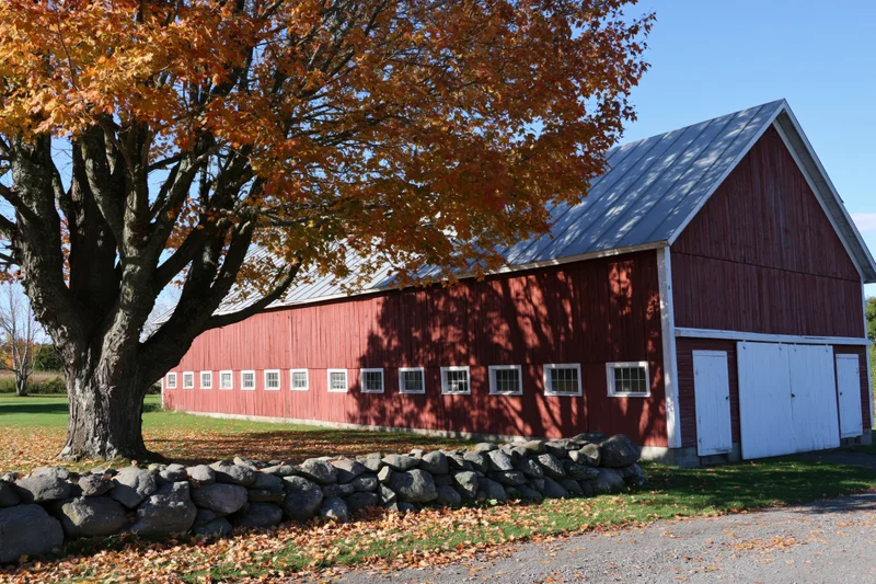 Red barn with white trim and maple tree in autumn foliage on rural property